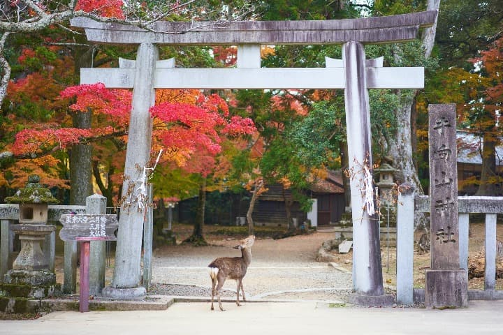 ciervo delante de la puerta de un templo en nara, cuándo viajar a japón