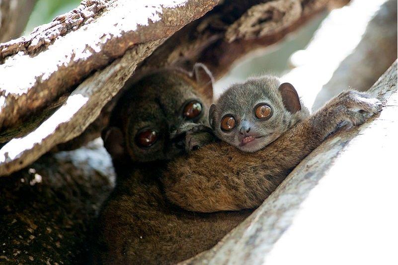 lemures debajo de un tronco en el bosque de lokobe, madagascar