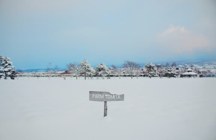 nieve y arboles en hokkaido, destino a donde ir en marzo para esquiar en japón