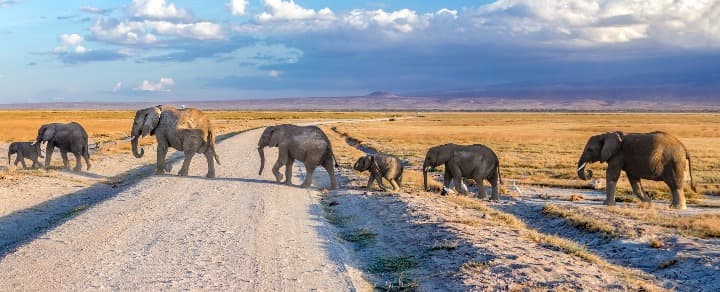 elefantes en fila cruzando la via en el parque nacional de amboseli, algo que ver en kenia