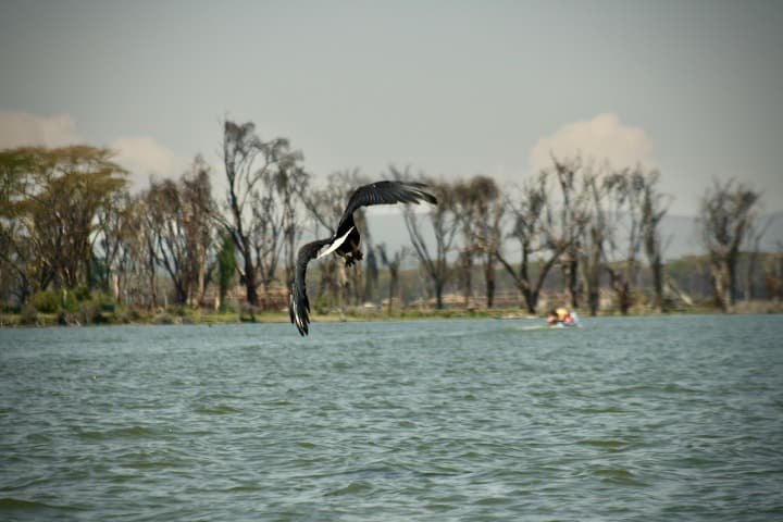 pájaro volando con el lago Naivasha de fondo, en kenia