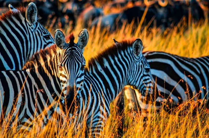 zebras en medio de vegetación en la reserva natural masai mara, destino perfecto donde viajar en diciembre