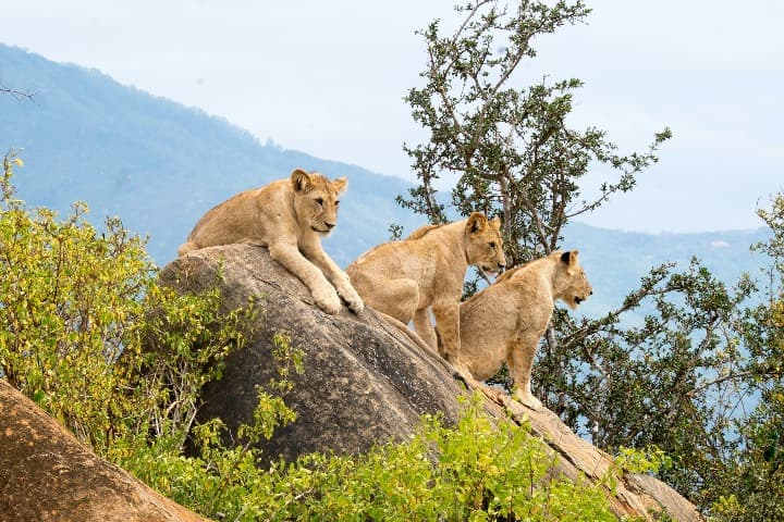 tres leones encima de una roca con vegetación detrás en el parque nacional tsavo east