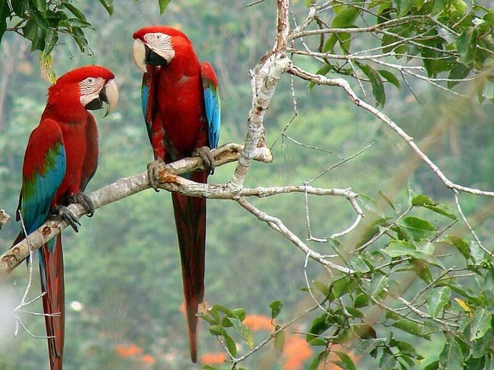 dos loros en el Parque Nacional Madidi, algo que ver en bolivia