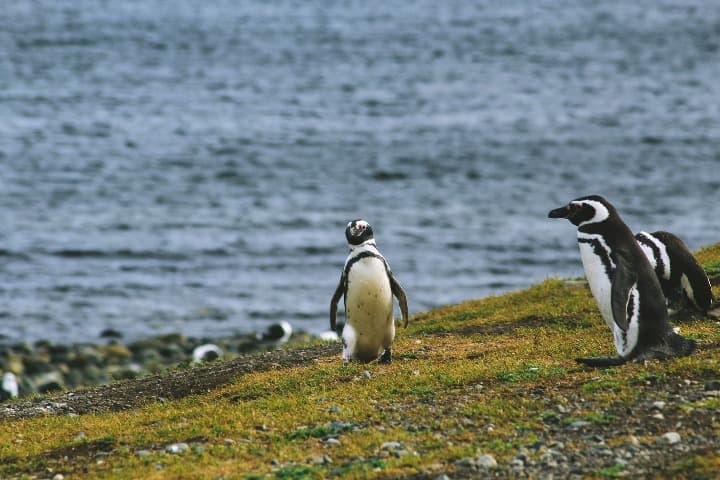 pinguinos en la isla magdalena