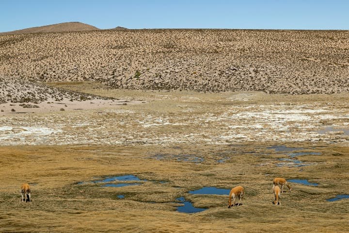 dainos bebiendo agua en el parque nacional de lauca