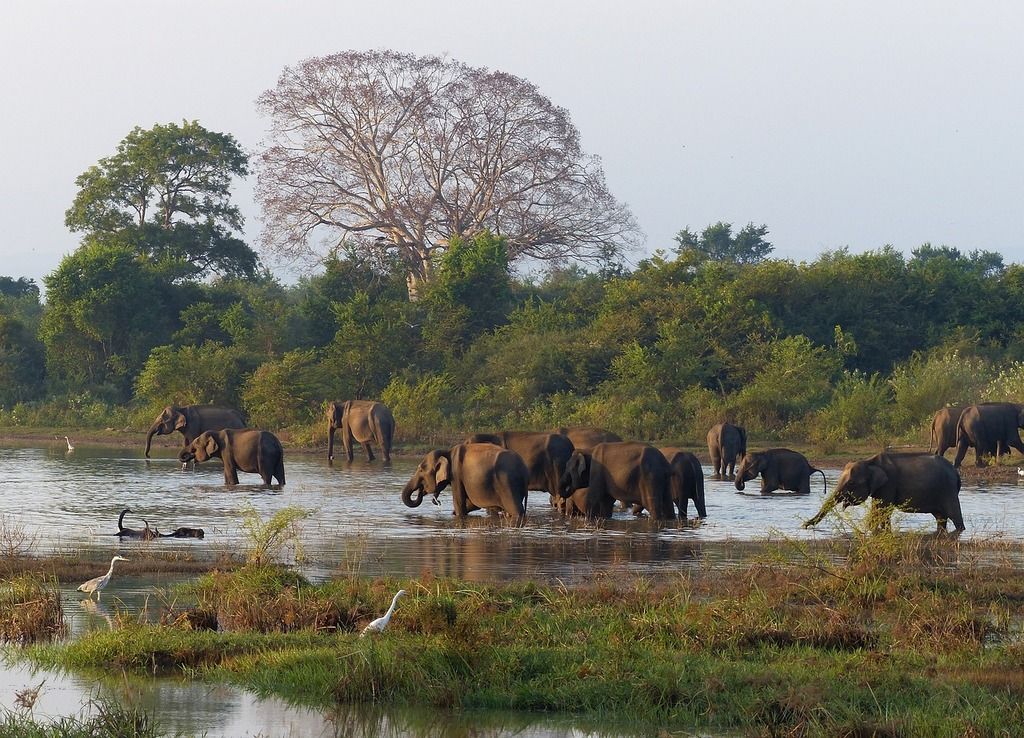 Grupo de elefantes en un río rodeado de árboles en la naturaleza.