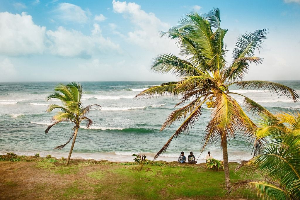 Palmeras movidas por el viento monzónico frente al mar con olas y un cielo azul despejado.