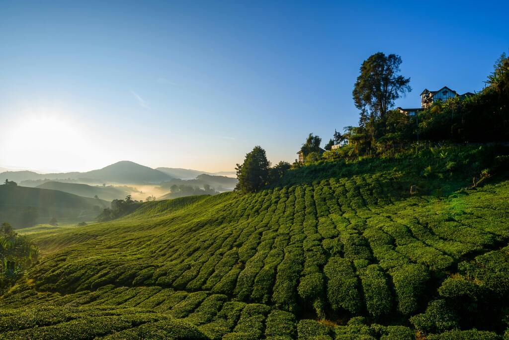 Paisaje al amanecer de plantaciones de té en Cameron Highlands, Malasia.