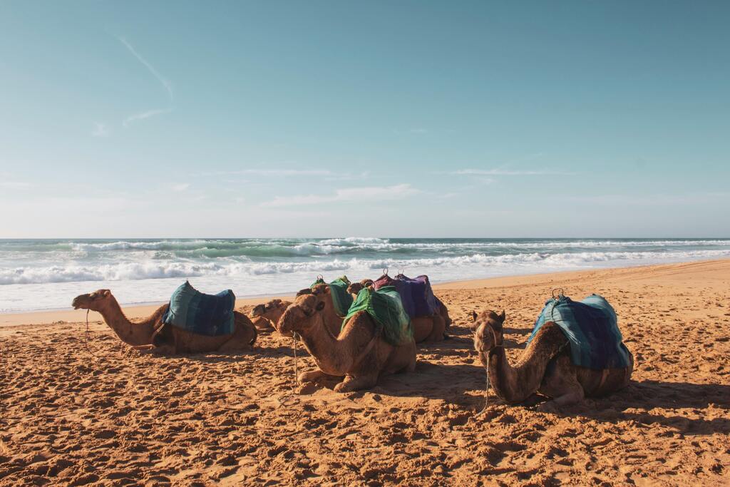 Camellos descansando en una playa de Marruecos, con el océano Atlántico de fondo.