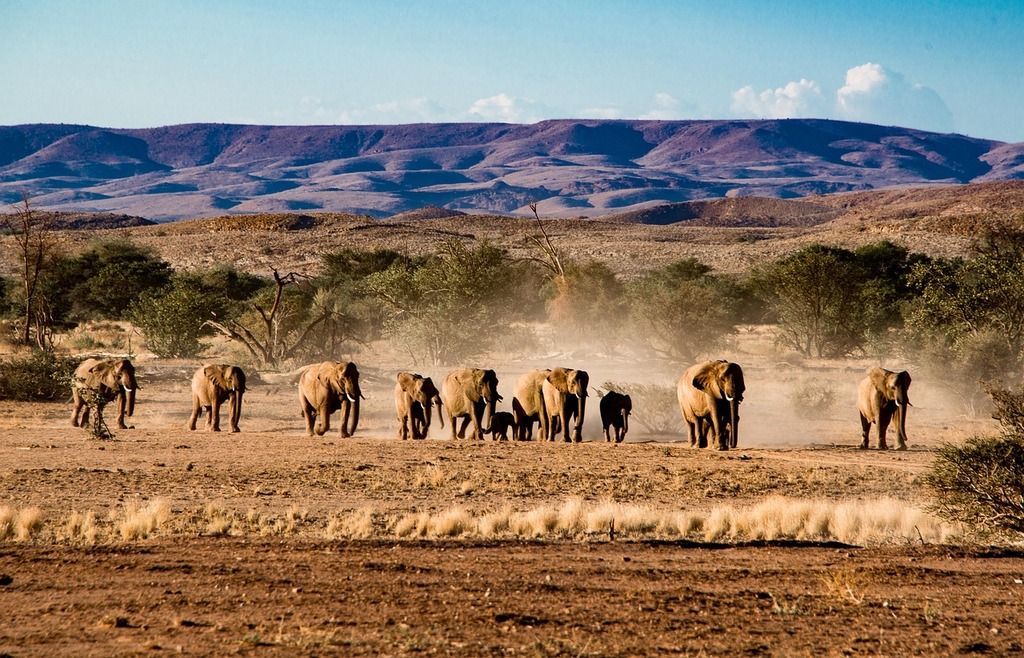 Safari en África: Los parques nacionales más espectaculares que no te puedes perder