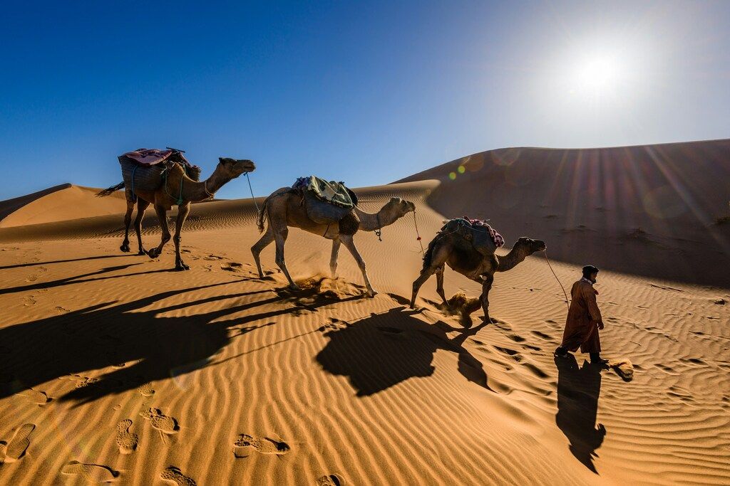 Hombre guiando tres camellos a través del desierto con el sol brillando en el horizonte.