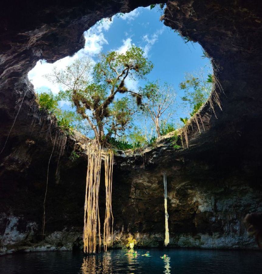 Vista desde el interior de un cenote abierto hacia el cielo, con un árbol cuyas raíces cuelgan hacia el agua.