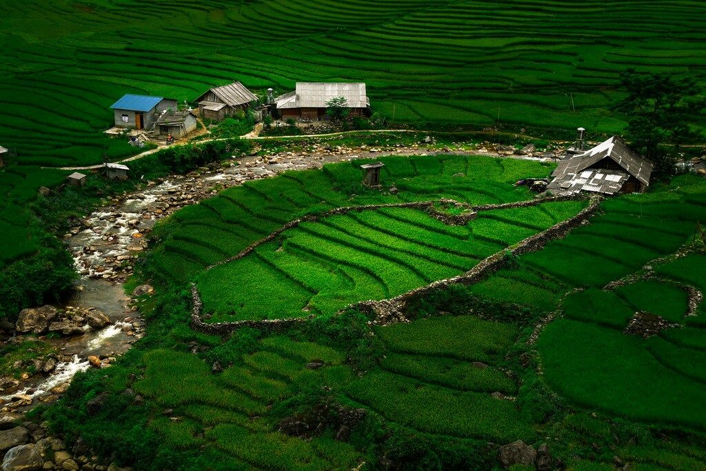 Campos de arroz en terrazas de un verde intenso con casas tradicionales en la región de Sapa.