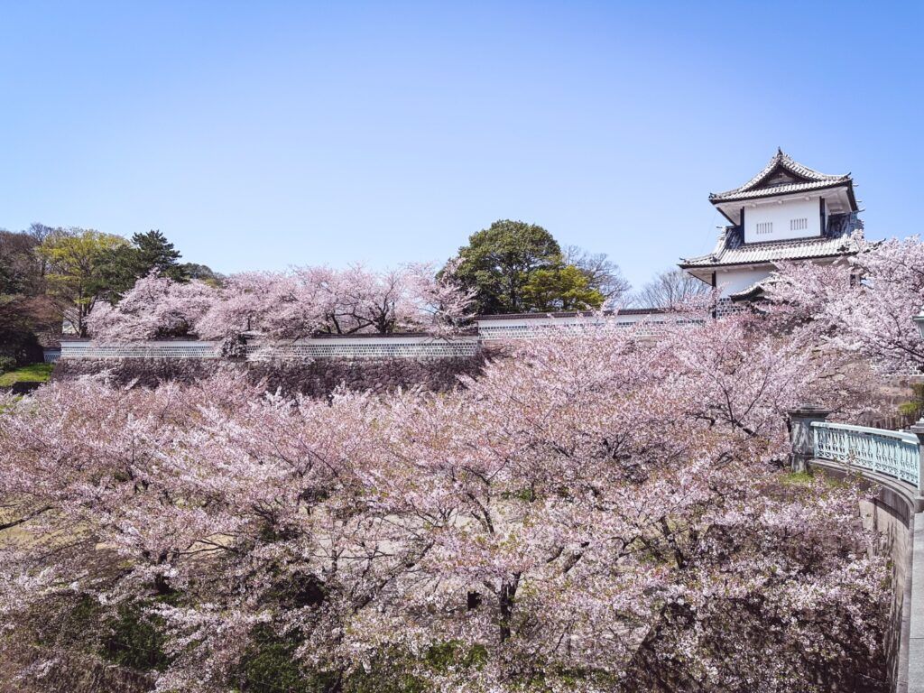 El castillo de Kanazawa rodeado de cerezos en flor bajo un cielo azul despejado durante la primavera en Japón.